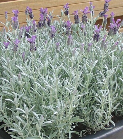 Spanish Lavender Silver Anouk